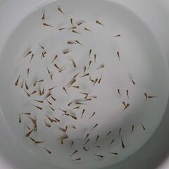 金魚稚魚MIX100匹①