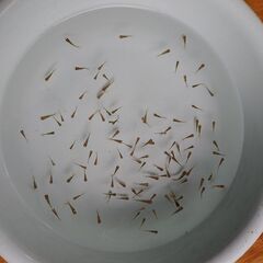 金魚稚魚MIX100匹①の画像