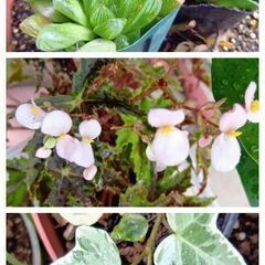 植物　植木　花　などまとめて