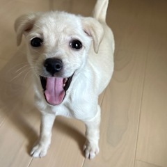子犬シメアちゃん　中型予想　メス