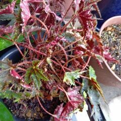 植物　植木　花　などまとめて②の画像