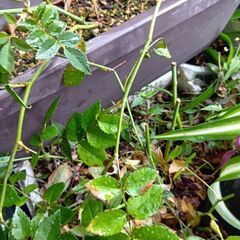 植物　植木　花　などまとめて②の画像