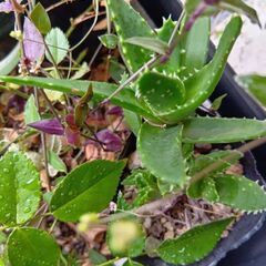 植物　植木　花　などまとめて②の画像