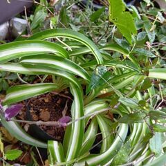 植物　植木　花　などまとめて②の画像