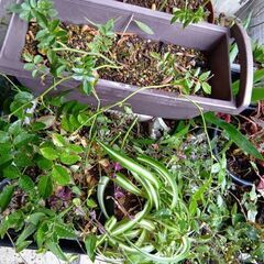 植物　植木　花　などまとめて②