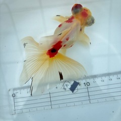 金魚 ★キャリコ蝶尾★  ①の画像