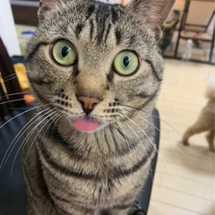 猫 11歳 サバトラ オス