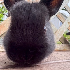 子うさぎ里親募集中