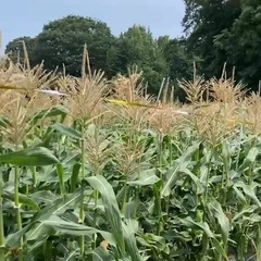6月30日まで期間限定🌽朝取れ🌽とうもろこしドルチェドリーム🌽
