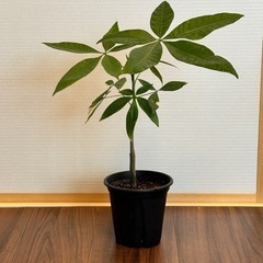 実生パキラ　4号鉢