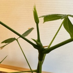 実生パキラ　4号鉢の画像