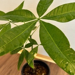 実生パキラ　4号鉢の画像