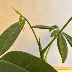 実生曲げパキラ　Aの画像