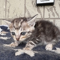 子猫4匹
