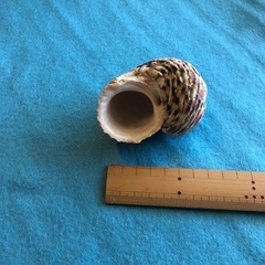 貝殻の画像