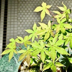 観葉植物　モミジ　高さ31cm　おしゃれな鉢付きの画像