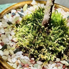 観葉植物　モミジ　高さ31cm　おしゃれな鉢付きの画像