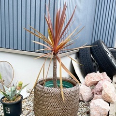 レッドスター　観葉植物の画像