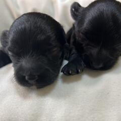 10万円！チワプーの男の子と女の子🐶🎊