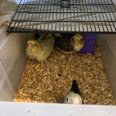 オカメインコ雛入荷3羽
