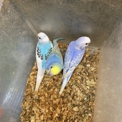 かわいいセキセキインコ雛3,800円で