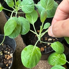 芽キャベツ苗　10ポットの画像