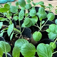 芽キャベツ苗　10ポットの画像