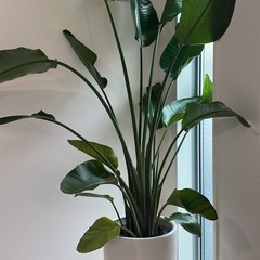 観葉植物　オーガスタ