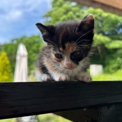 三毛猫