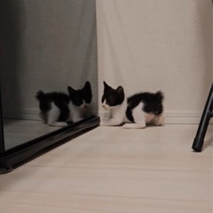 生後1ヶ月♡元気いっぱい白黒くん♡うさぎシッポ♡