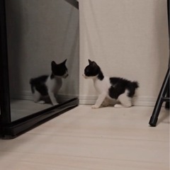 生後1ヶ月♡元気いっぱい白黒くん♡うさぎシッポ♡ − 東京都