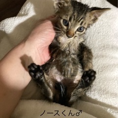 甘えたのノースくん