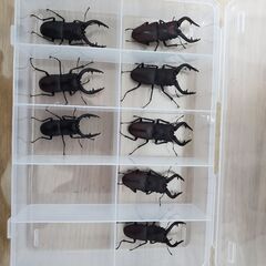新成虫　横浜市野外採集ノコギリクワガタ♂️（大歯型）