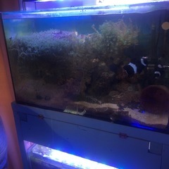 海ぶどうの画像