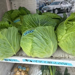 新鮮　野菜の画像