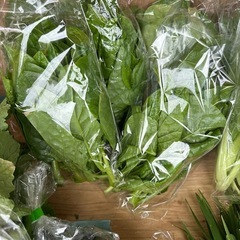 新鮮　野菜の画像