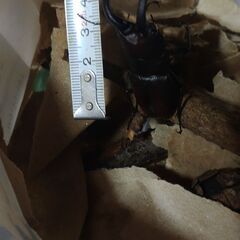 ノコギリクワガタの画像