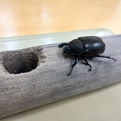 7/18　再度値段調整しました　オキナワカブト　ペア（残り6ペア）　の画像