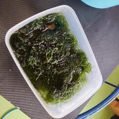 ウィローモス (ジャワモス)の画像