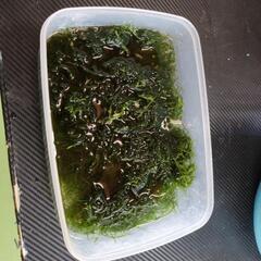 ウィローモス (ジャワモス)