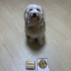 マルプー♀（4歳）