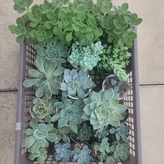 【観葉植物】多肉植物いろいろ_2