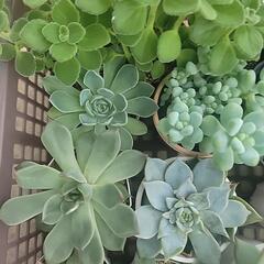 【観葉植物】多肉植物いろいろ_2の画像