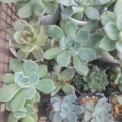 【観葉植物】多肉植物いろいろ_2の画像