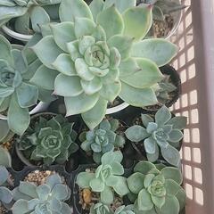 【観葉植物】多肉植物いろいろ_2の画像