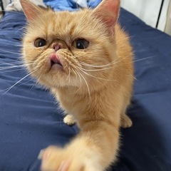 エキゾチックショートヘア　猫　7才