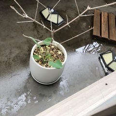 植木鉢