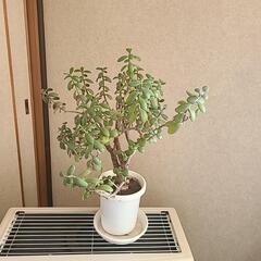 (無料)カネノナルキ　金のなる木　の画像