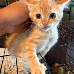 【長崎県南部】子猫の里親様募集中です。宜しくお願い致します。
