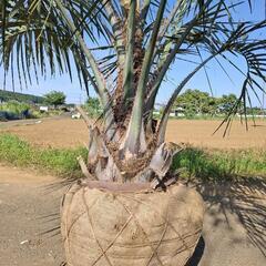 ココスヤシ ――蘇鉄 ヤシ アガベ  ソテツ――の画像